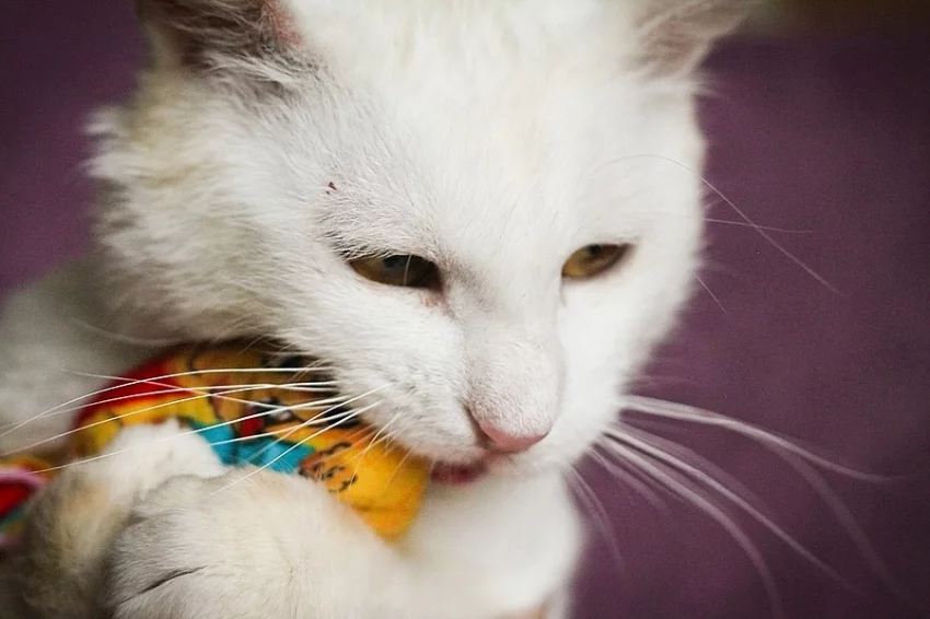 ♥ Snowie - Amazing Sweetheart ♥